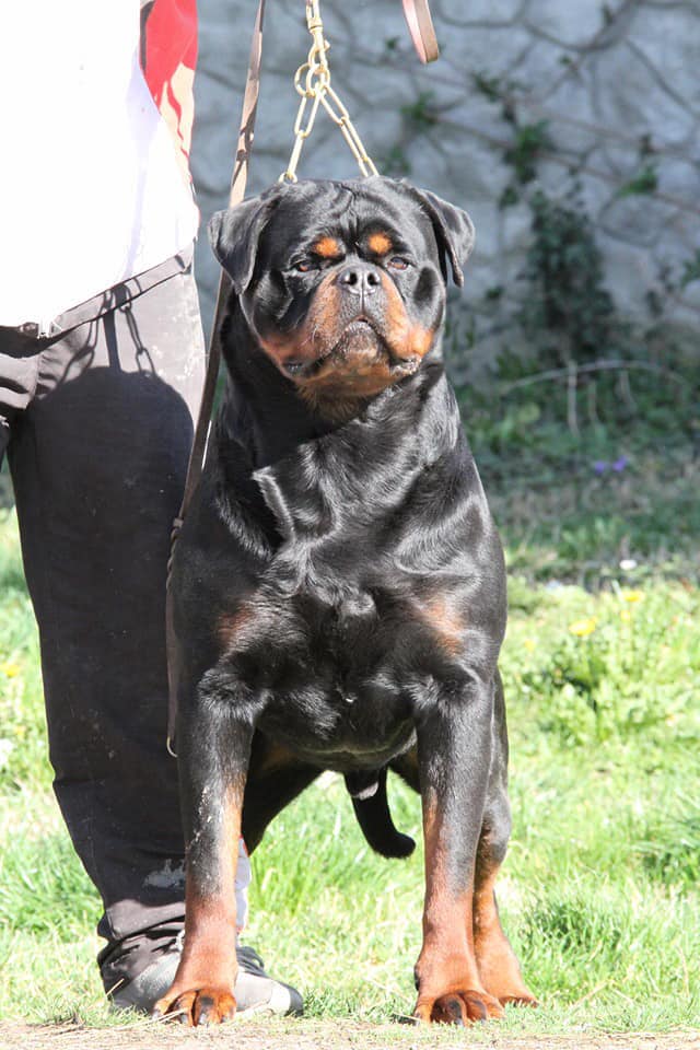 DZomba Rottweiler puppies with huge bone.