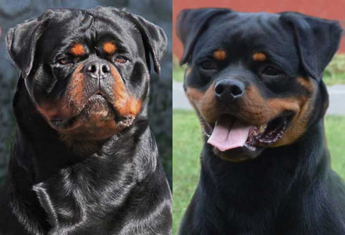 DZomba Peggy Rottweiler Puppies in USA