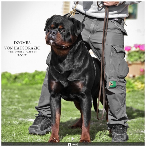 Dzomba von Haus Drazic Huge Rottweiler Puppies