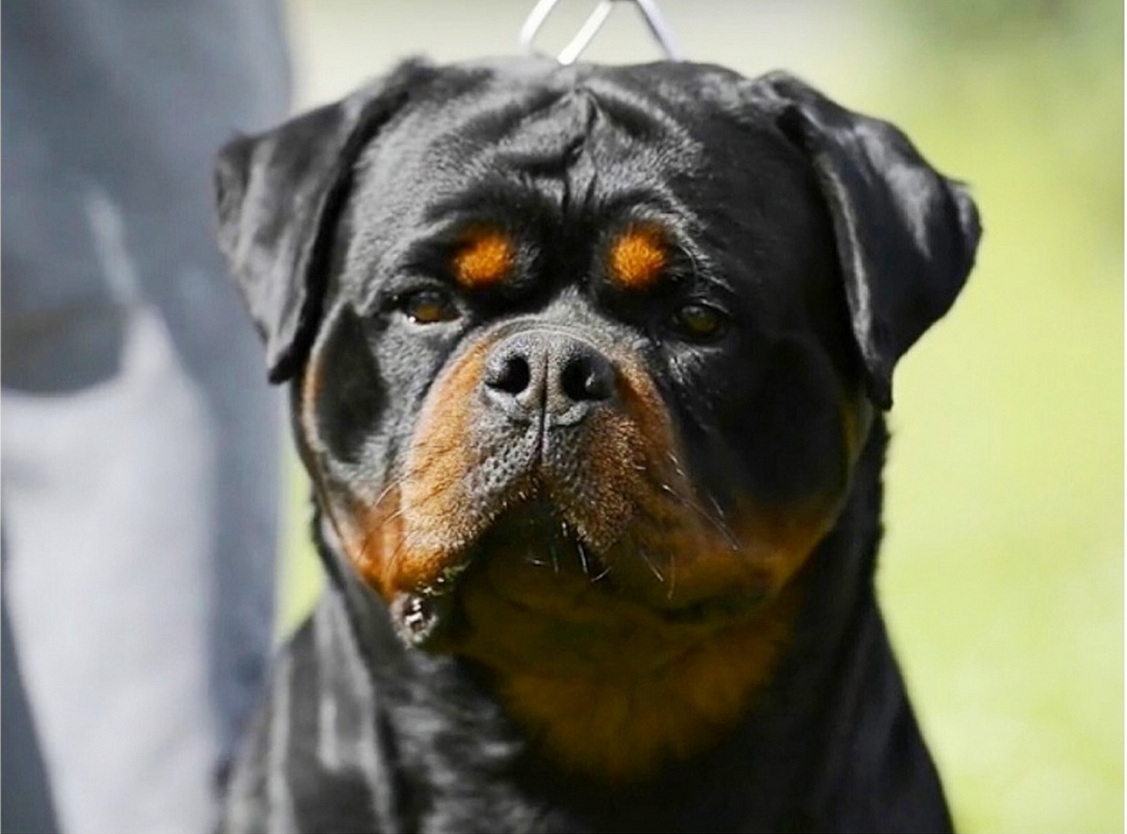 Dzomba von Haus Drazic Rottweiler Puppies