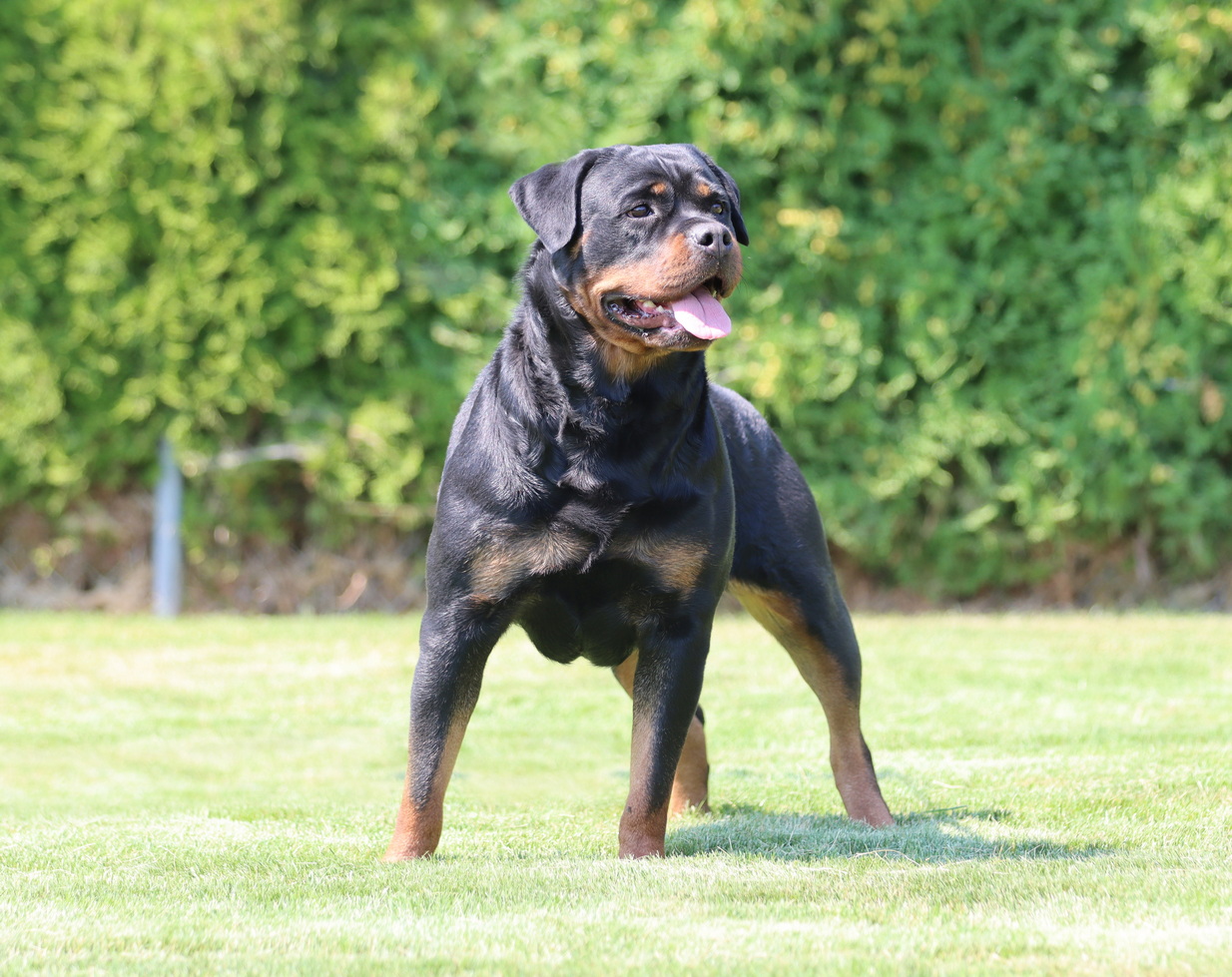 Nefertiti Vom Kinghaus Rottweilers