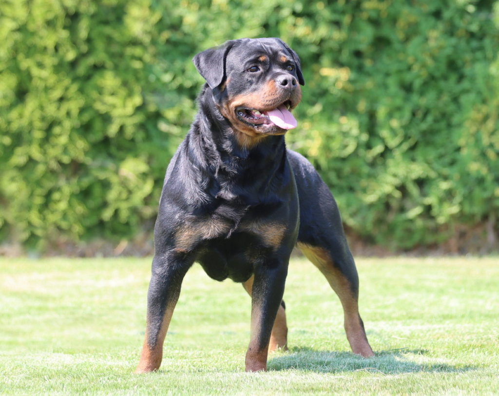 Nefertiti Vom Kinghaus Food For Rottweilers