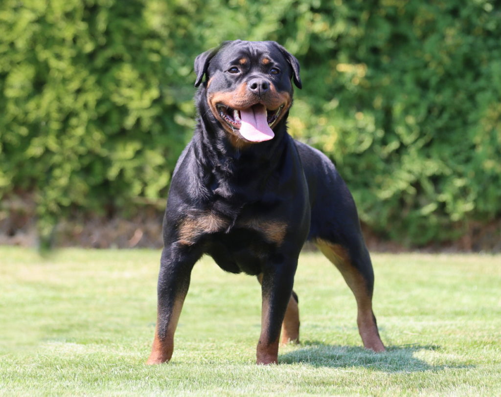 Huge German Rottweiler Nefertiti Vom Kinghaus