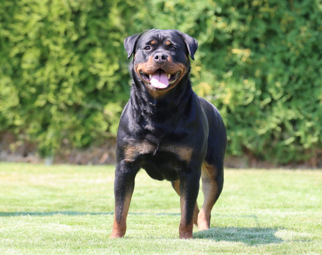 Rottweiler Litter of Puppies