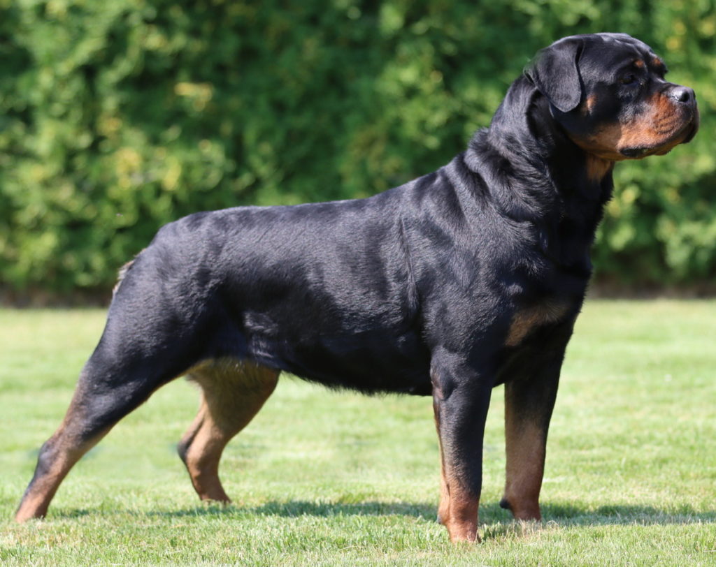 Nefertiti Vom Kinghaus Rottweiler Side Shot