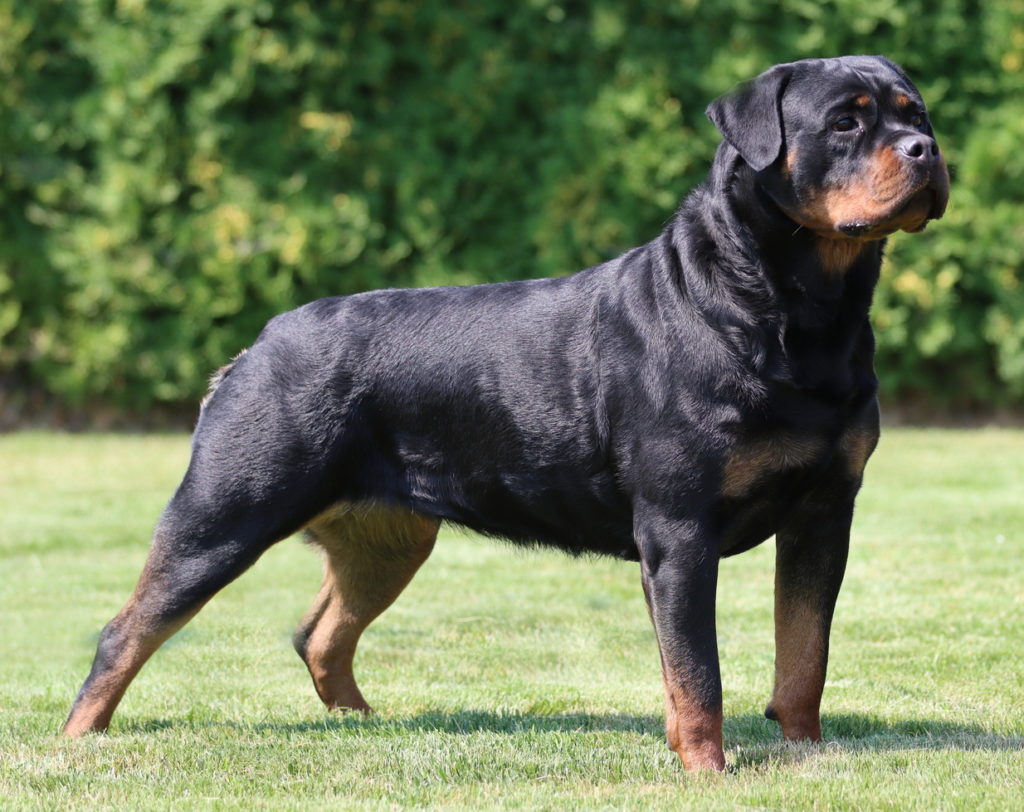 Powerful Rottweiler Bitch For Sale
