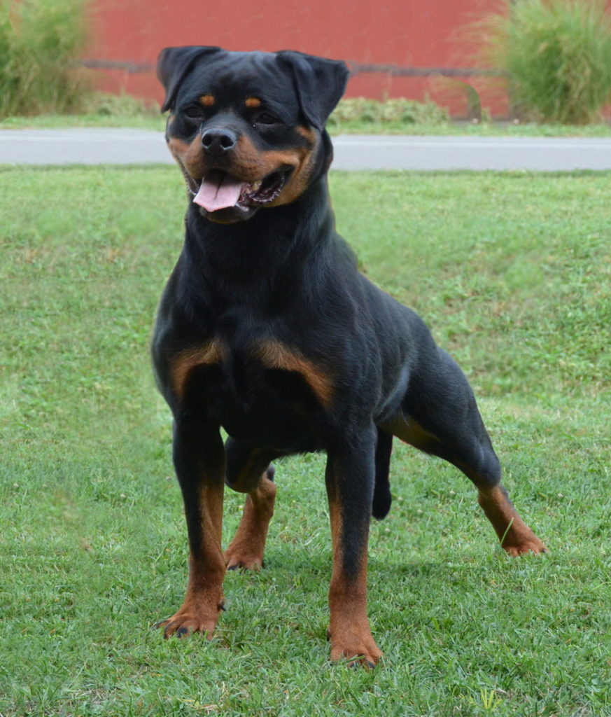 Peggy Flash Rouse Rottweiler Stacked