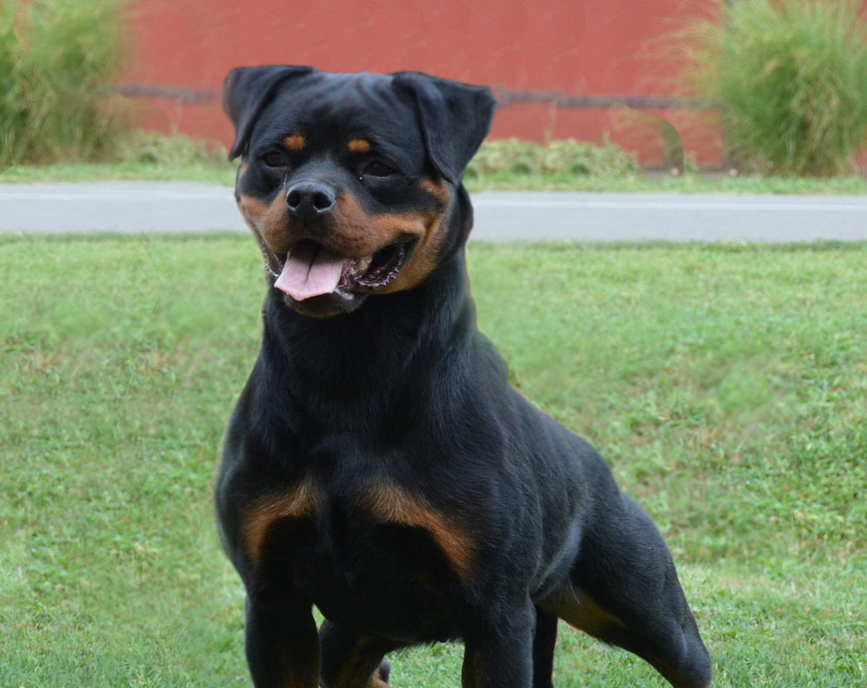 Peggy Flash Rouse Giant Rottweiler puppy