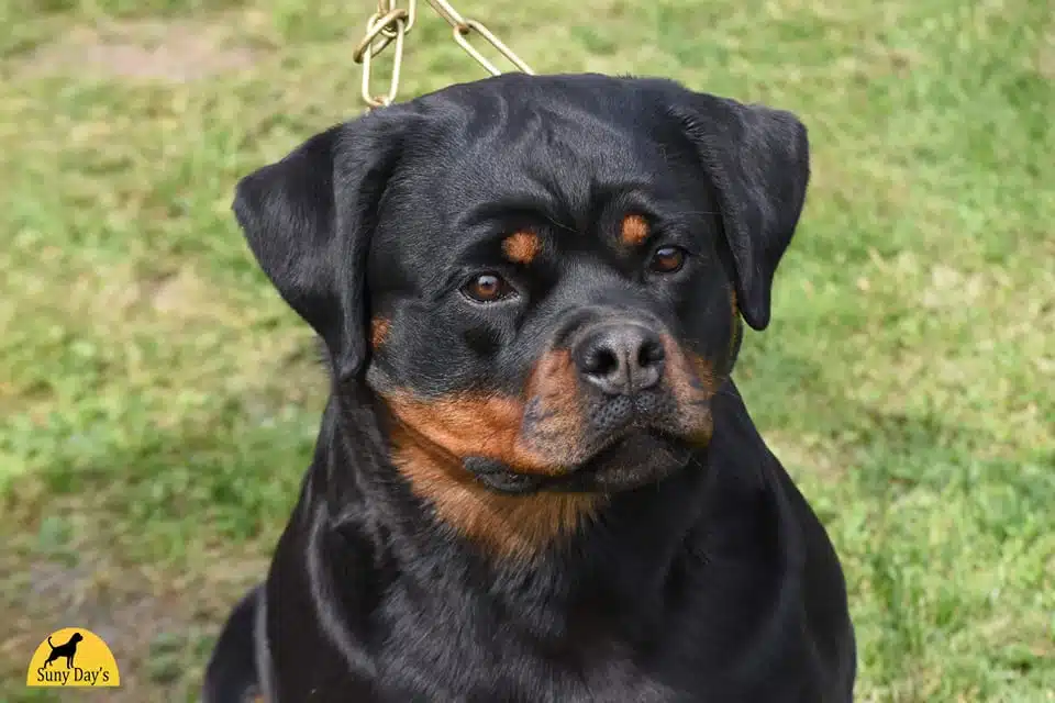 Jazz Suny Day's : Puppies : King Rottweilers