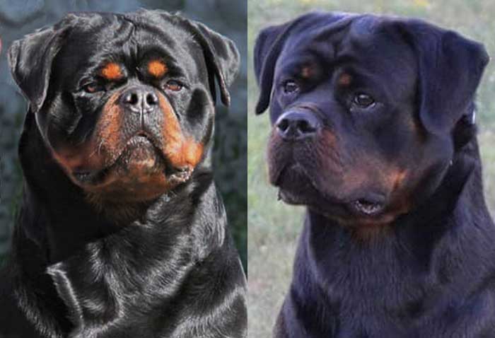 DZomba and A'Lasta Rottweiler Puppies for sale near me.