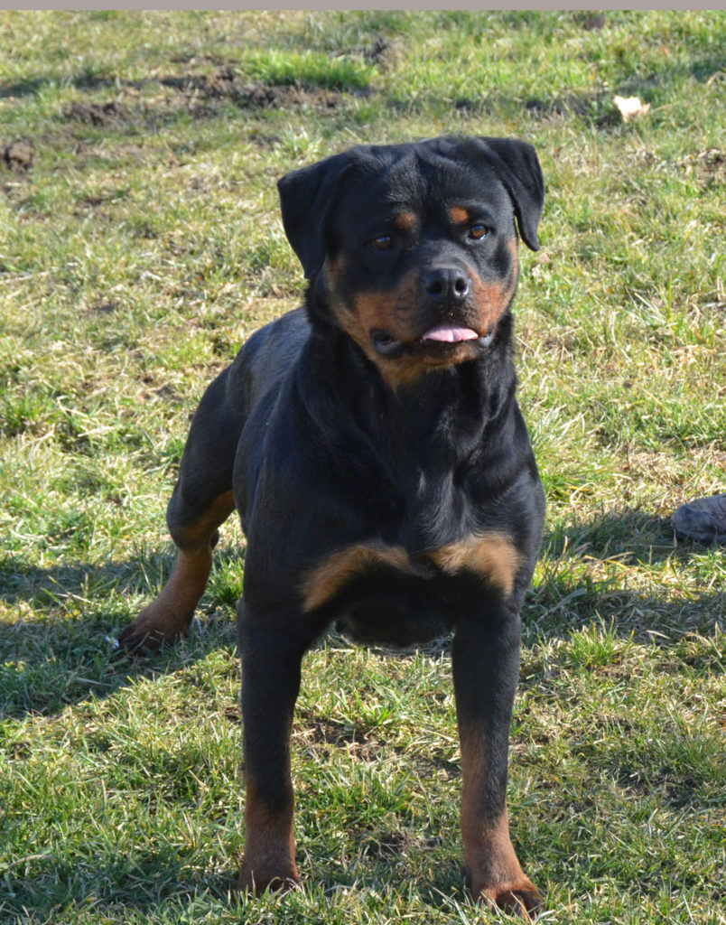 Cala Flash Rouse Giasnt Rottweiler Front