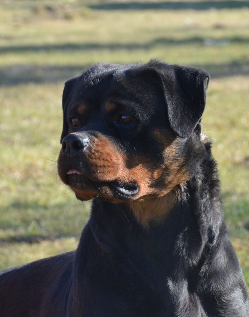 Cala Flash Rouse Rottweiler Head Picture