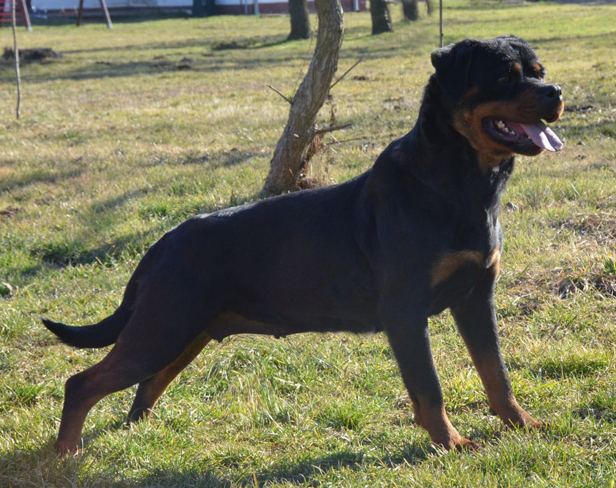 Cala Flash Rouse Female rOttweiler