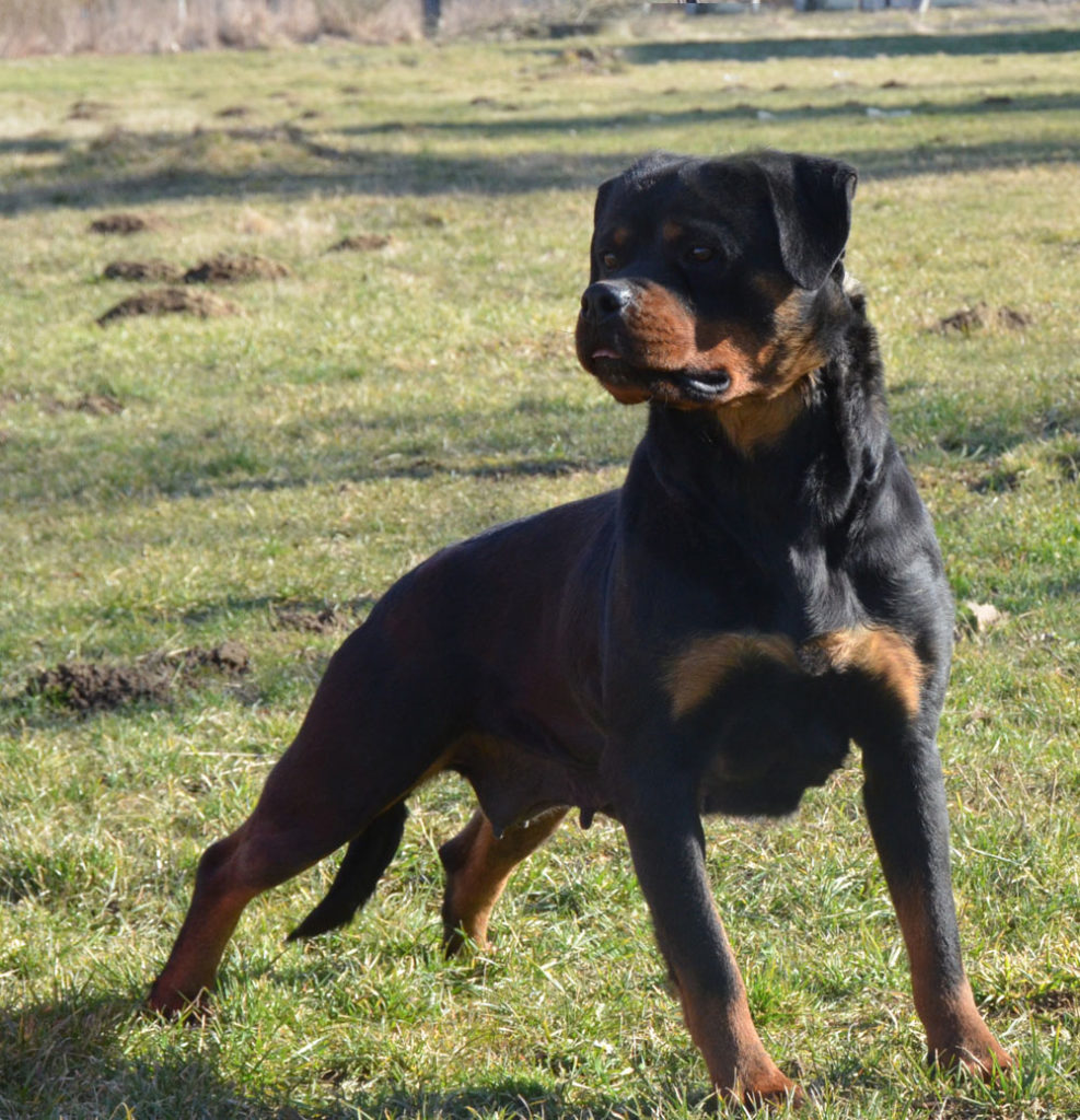 Cala Flash Rouse Bad Ass Rottweiler