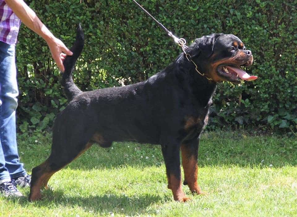 Dragon Burgan Rotweilers