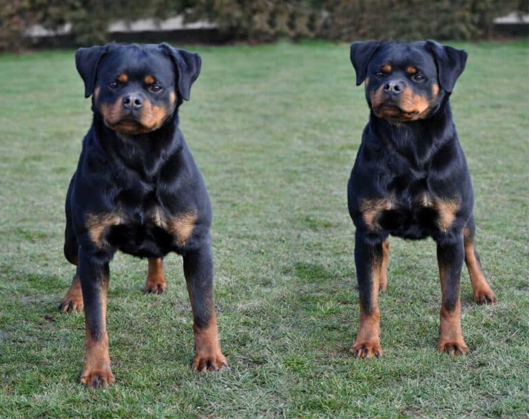 Rottweiler Rescue, Breeders for Sale in Washington : King Rottweilers