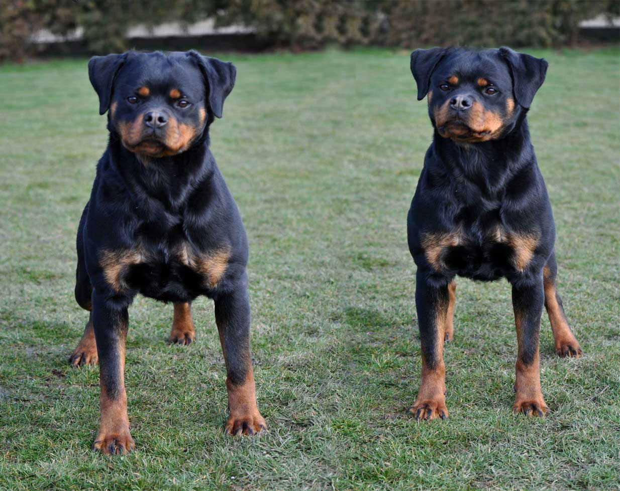 Rita Flash Rouse : Puppies : King Rottweilers