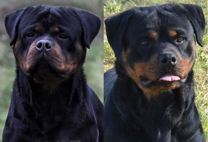 Faraon the Giant Rottweiler