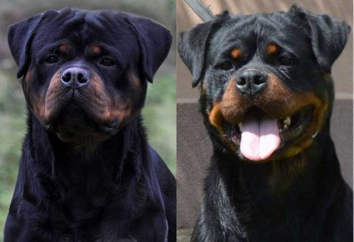 Faraon and Iva Giat Rottweiler puppies near me