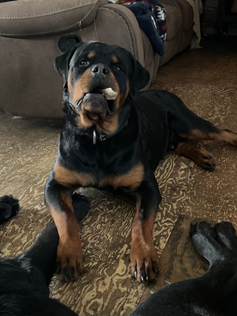 bueller vom kinghaus King Rottweilers