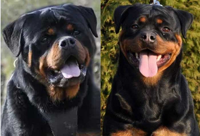 Huge Giant Rottweiler Puppies Near me for sale