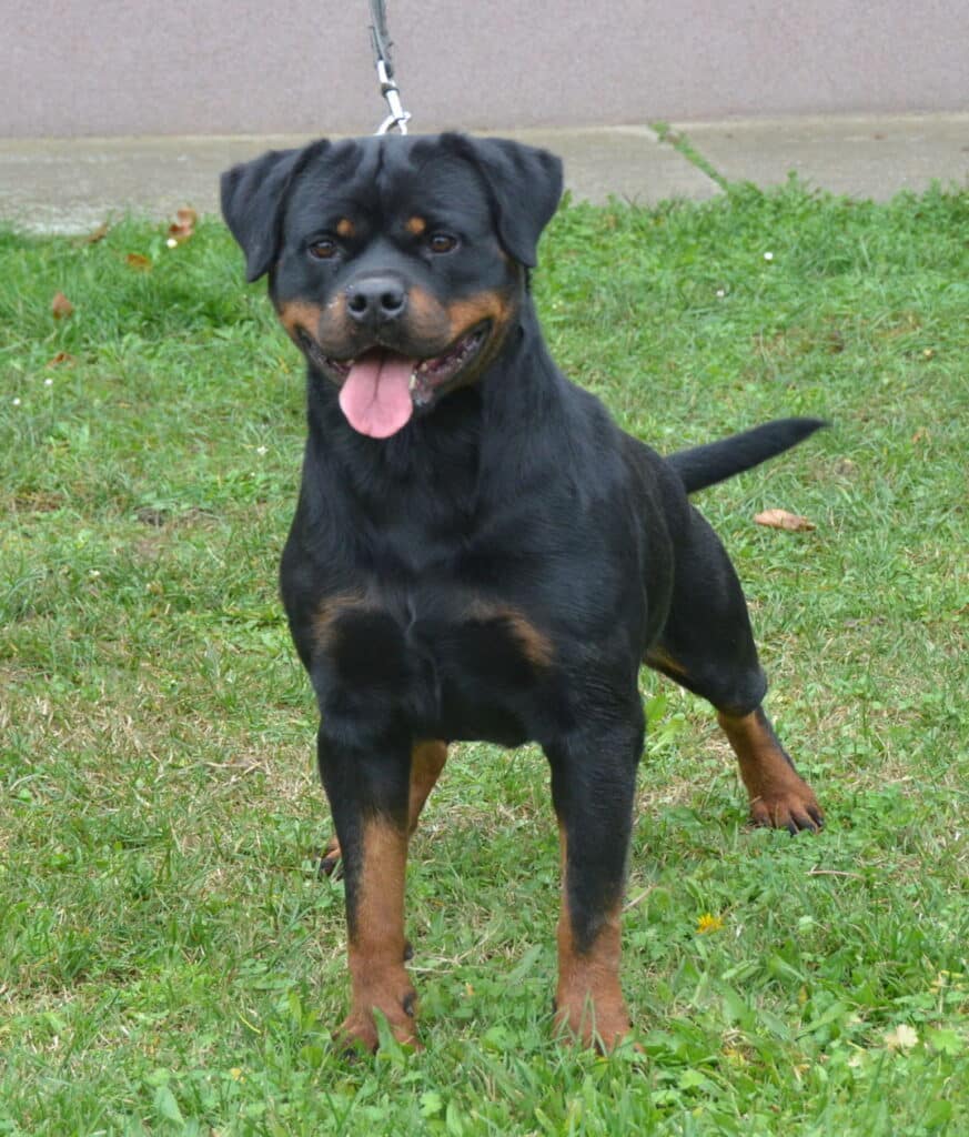 Whitney Vom Deniel Top Rottweiler