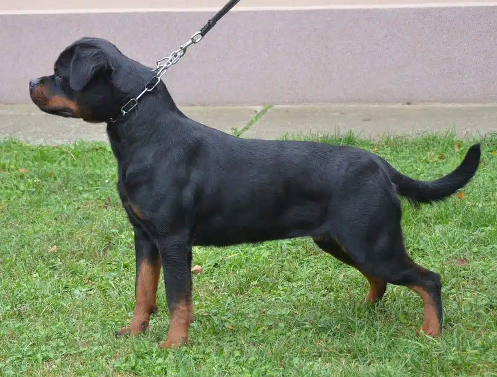 Whitney Vom Deniel Top Side