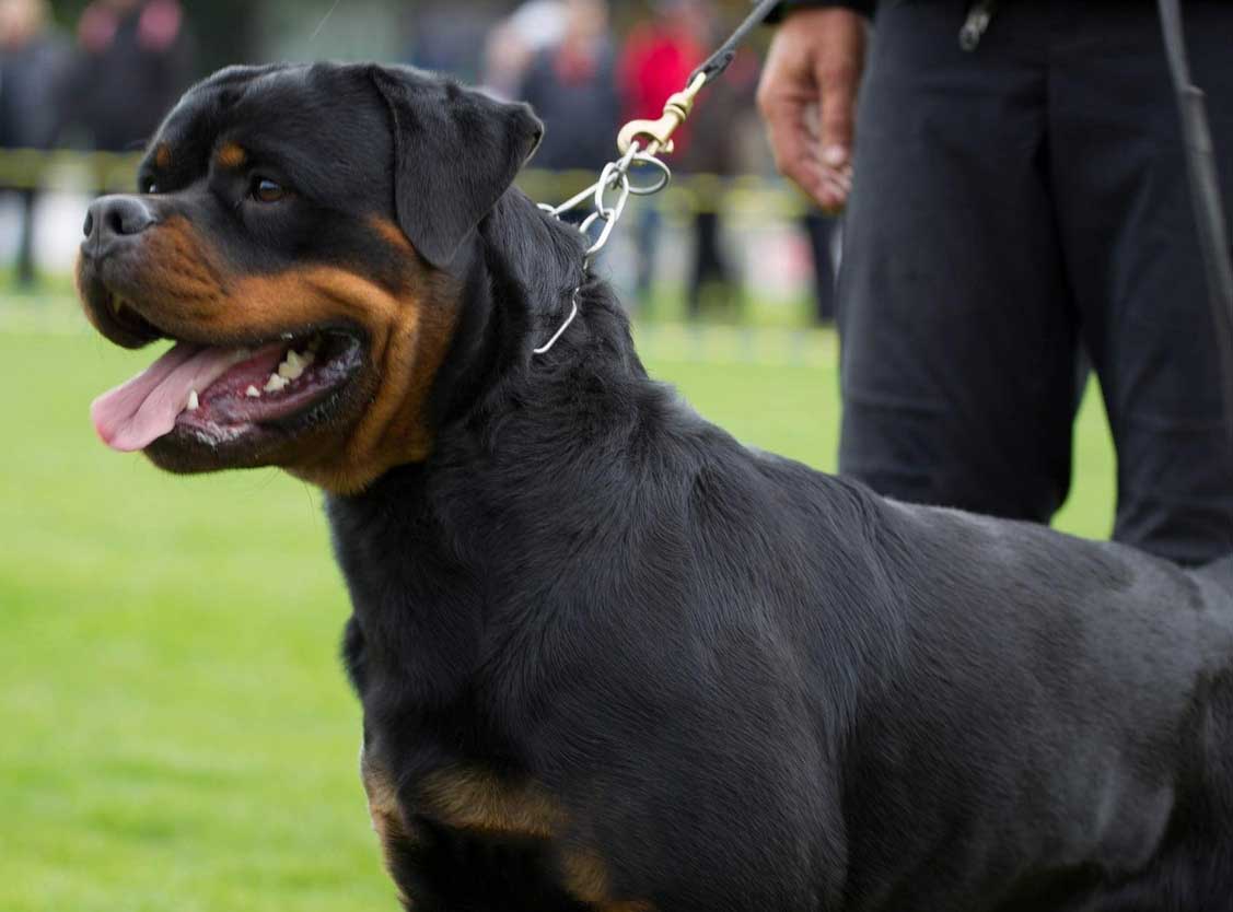 ADRK World Champion Rottweiler