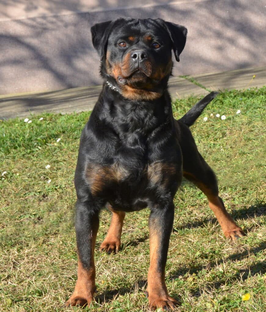 Champion Rottweiler puppies for sale near me