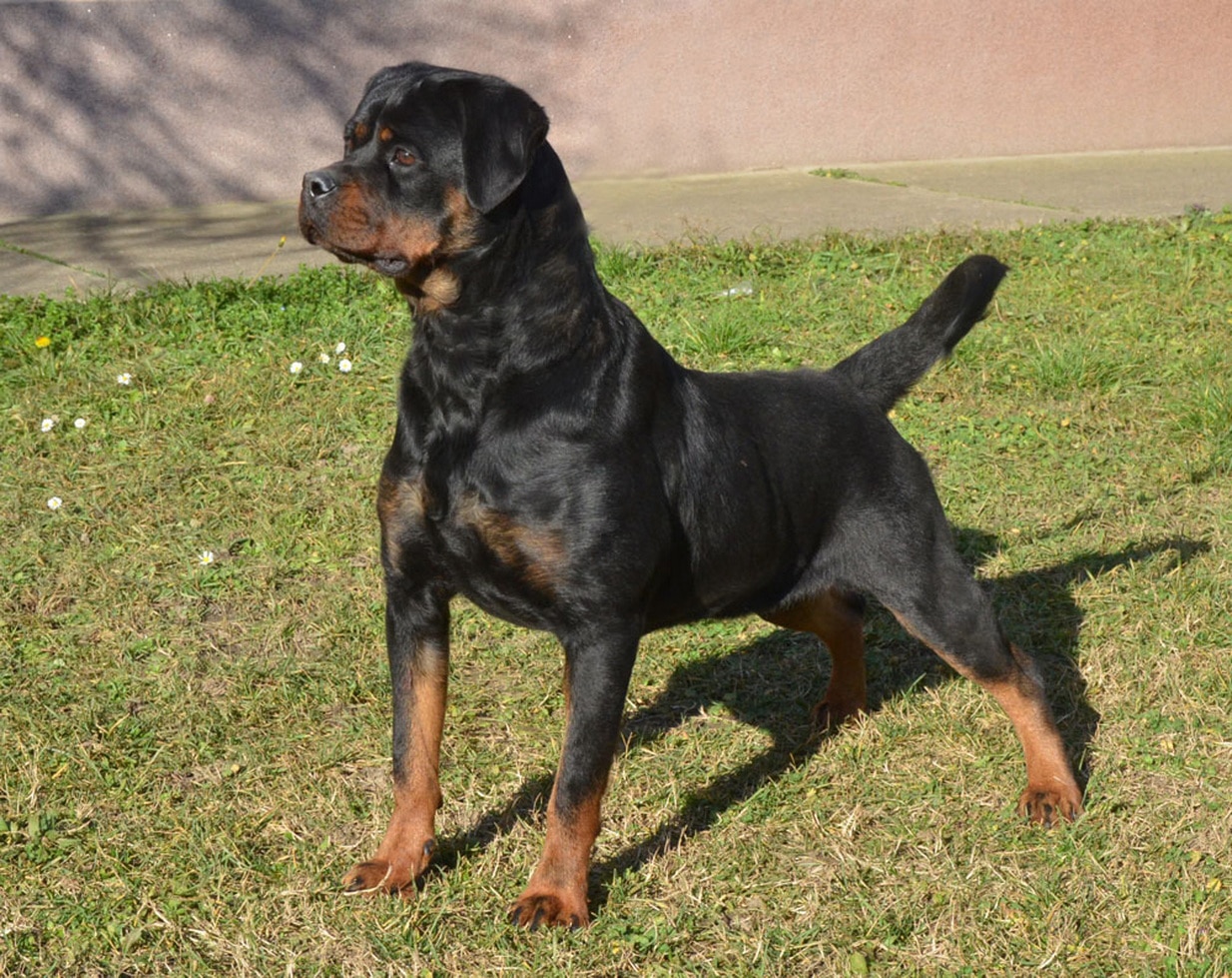 Boo Flash Rouse Rotweiler puppies near me