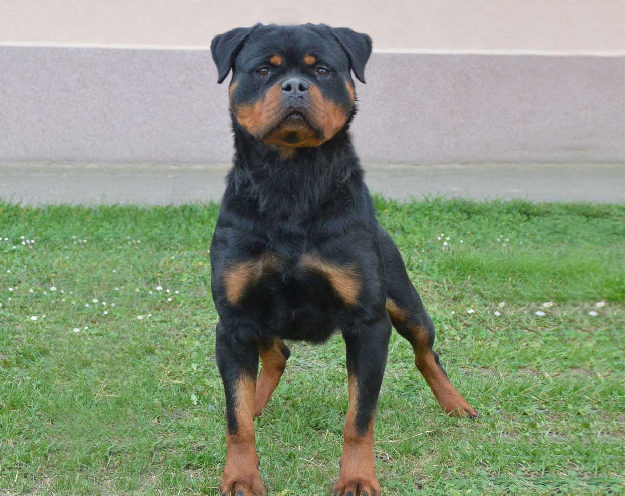 Dana Vom Deniel Topp Rottweiler