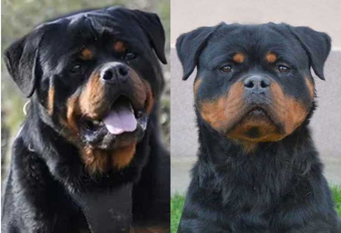 Rottweilers For Sale Today