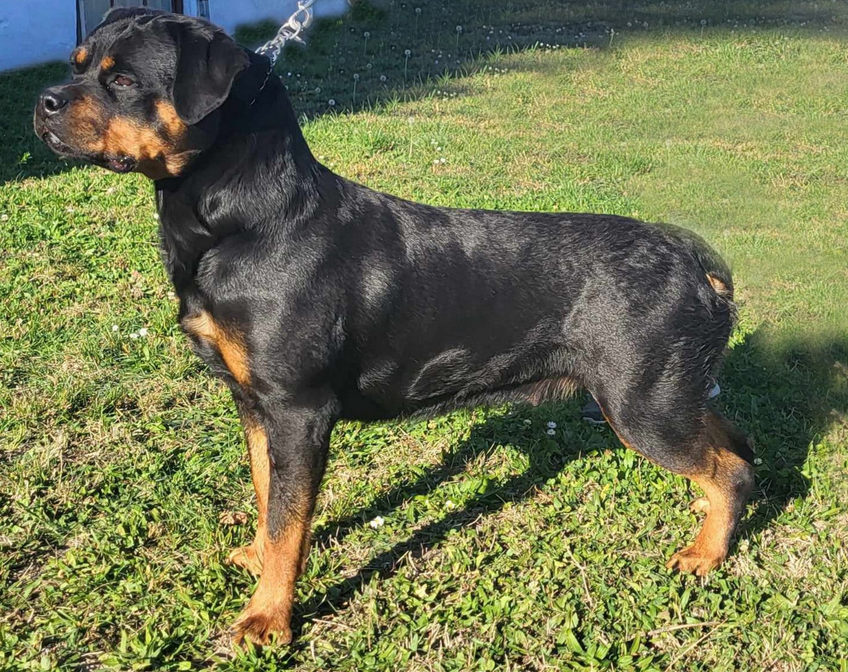 Giant Flash Rouse Rottweilers