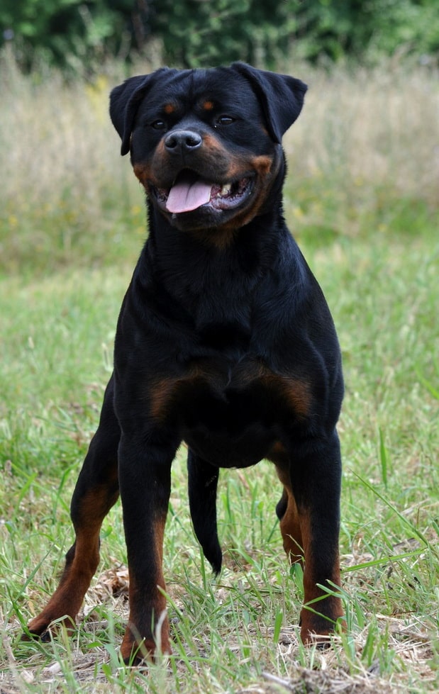 Igo Vom Klicevo Rottie