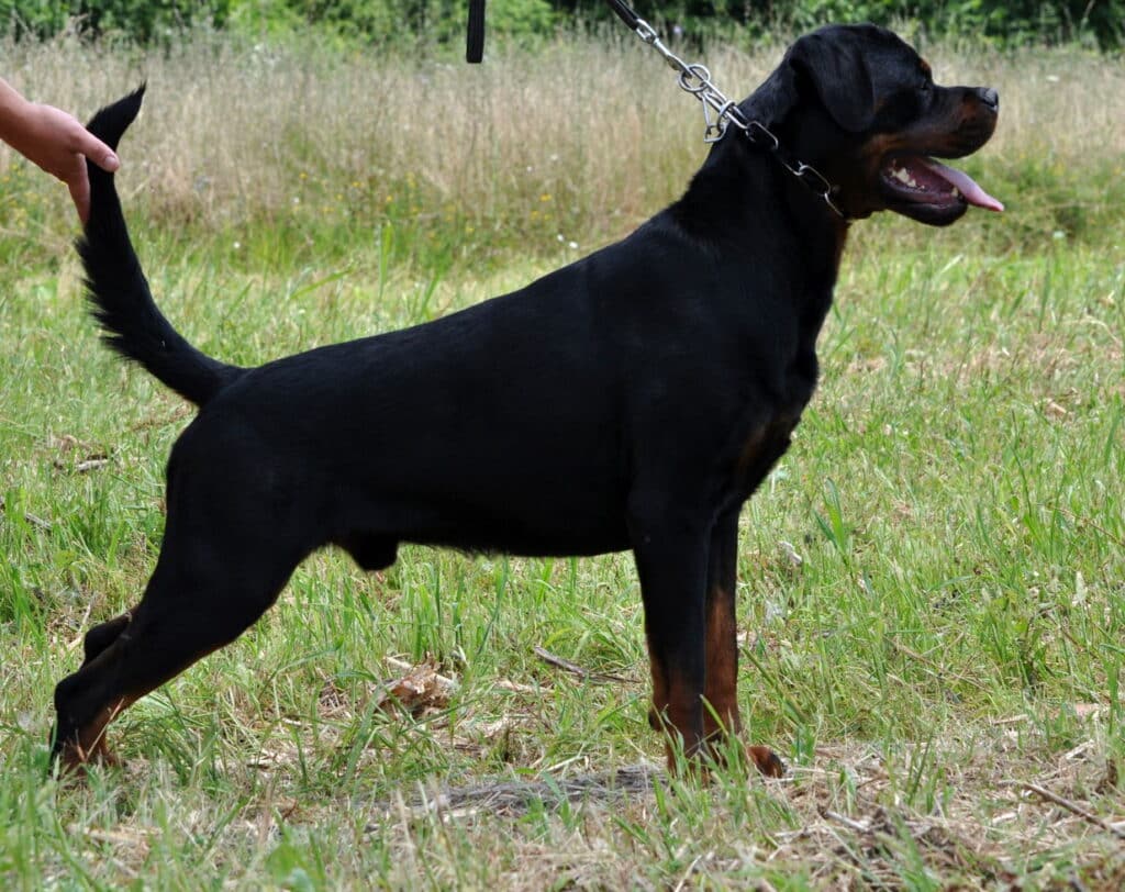 ADRK Rottweiler Puppies