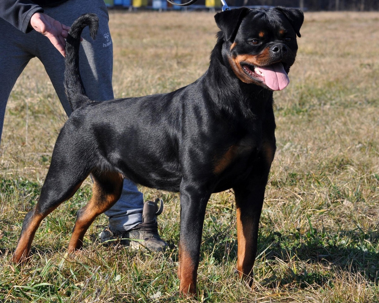 Uniqua Von Der Bahnbrucke female Rottweiler