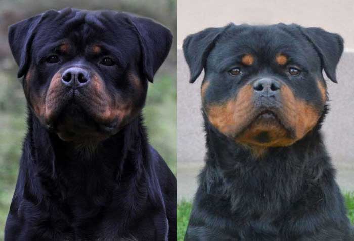 King Rottweilers Faraon and Dana Puppies