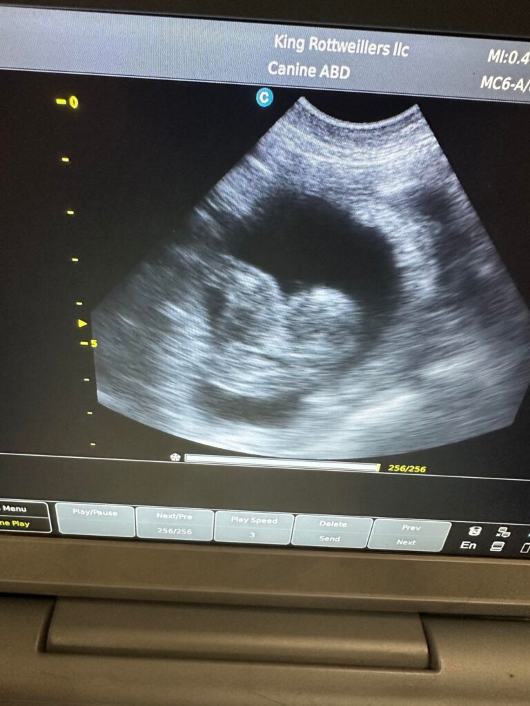 Rottweiler Ultrasound Feb 17, 2024