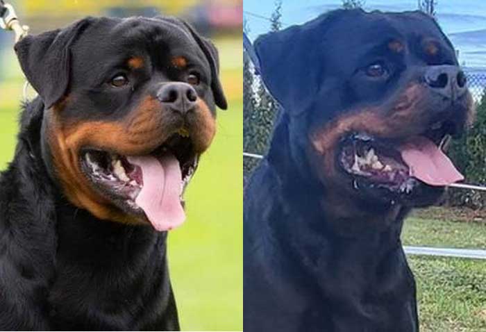 Import Giant Rottweiler puppies