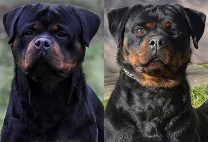 King of Rottweilers Puppies For Sale Near me