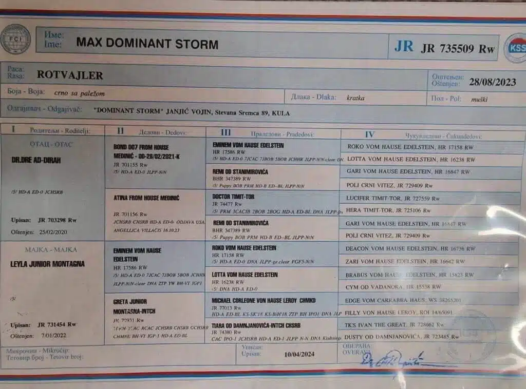 Max Dominant Storm Rottweiler Pedigree