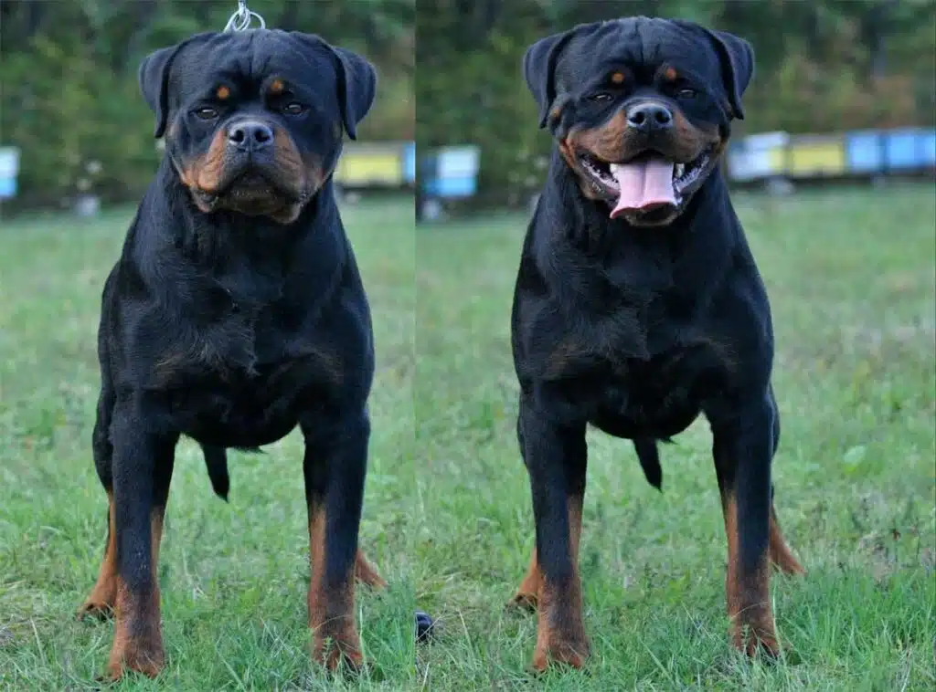Max Dominant Storm Rottweiler stud dog