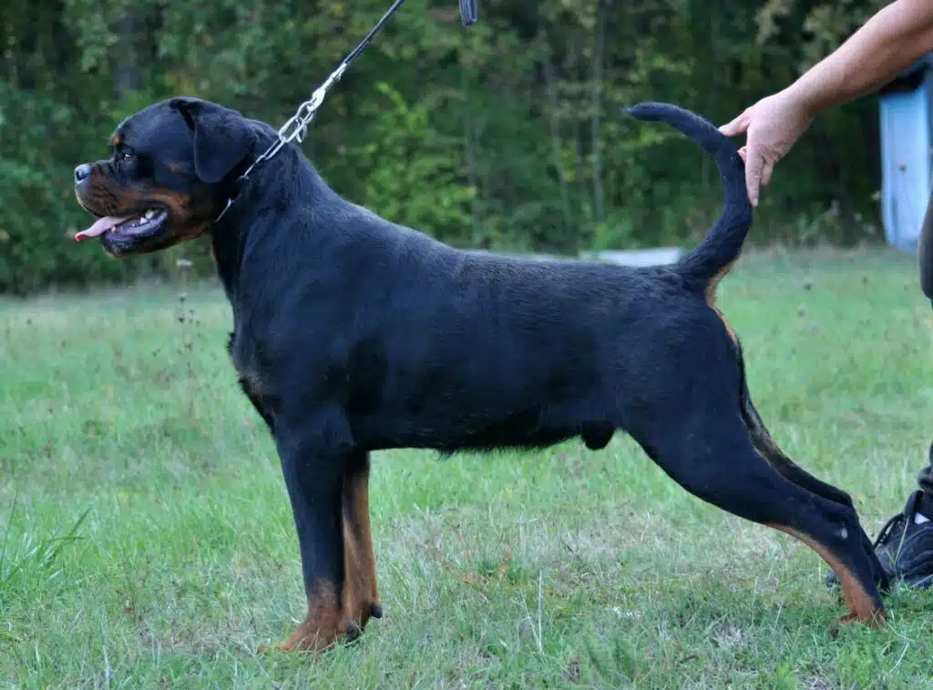 Max Dominant Storm Rottweiler Left Side