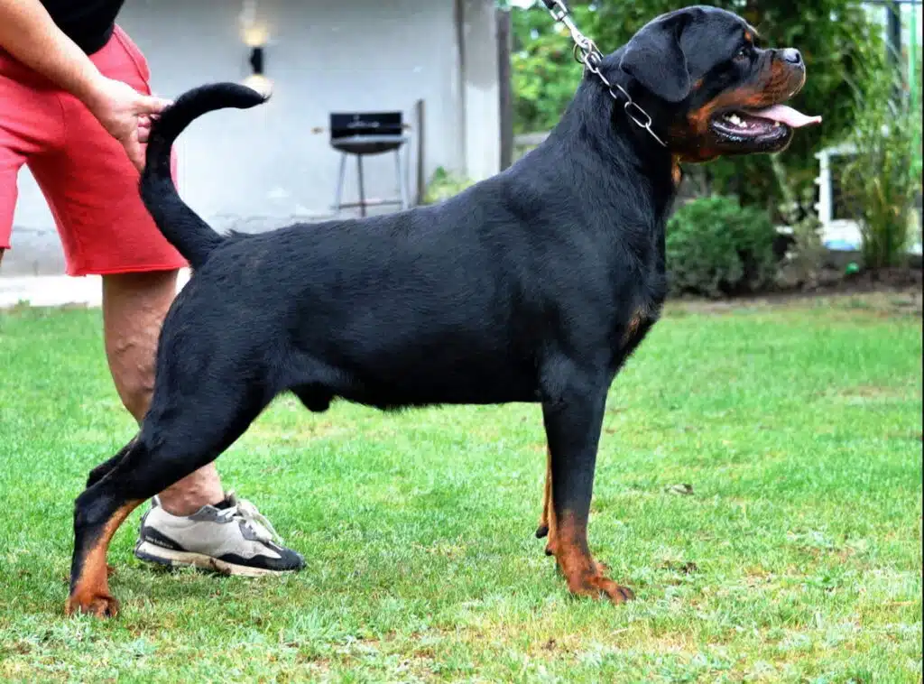 Max Dominant Storm Rottweiler Stud Right Side