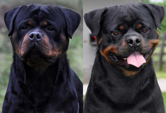 Super Max Rottweiler Puppies For Sale Near me