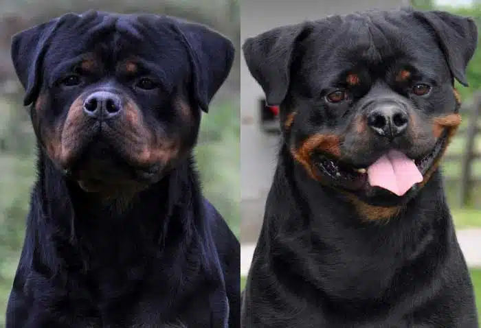 Super Max Rottweiler Puppies For Sale Near me