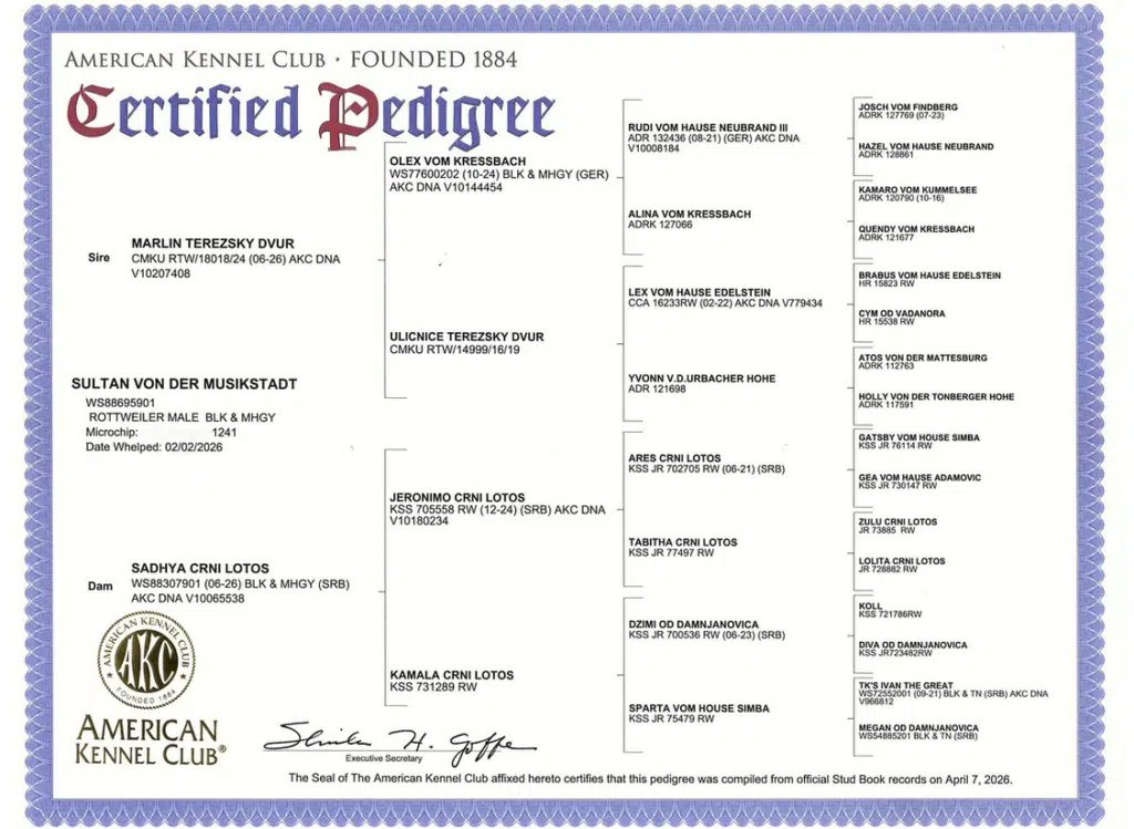 Sultan Von Der Musikstadt Full German Rottweiler Pedigree