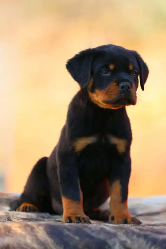 Thick Boned Rottweiler Giant Stud Services