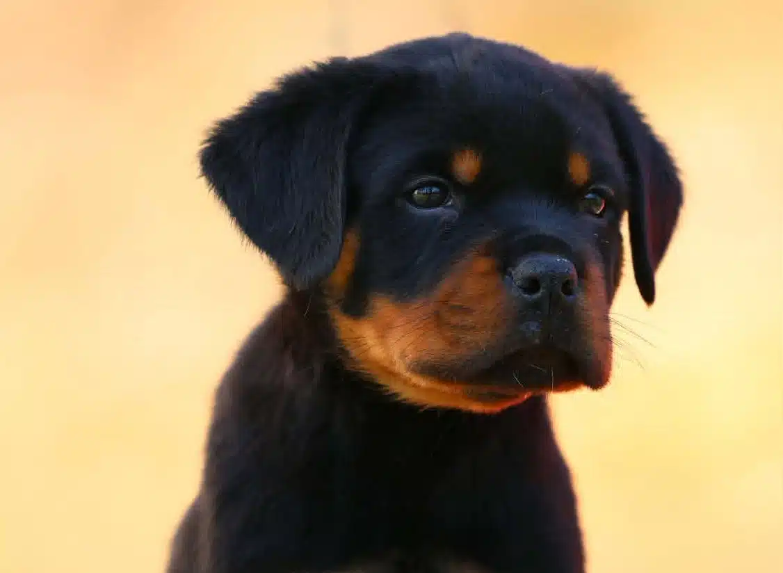 Perfect Rottweiler Head Piece Sultan Von Der Musikstadt Head
