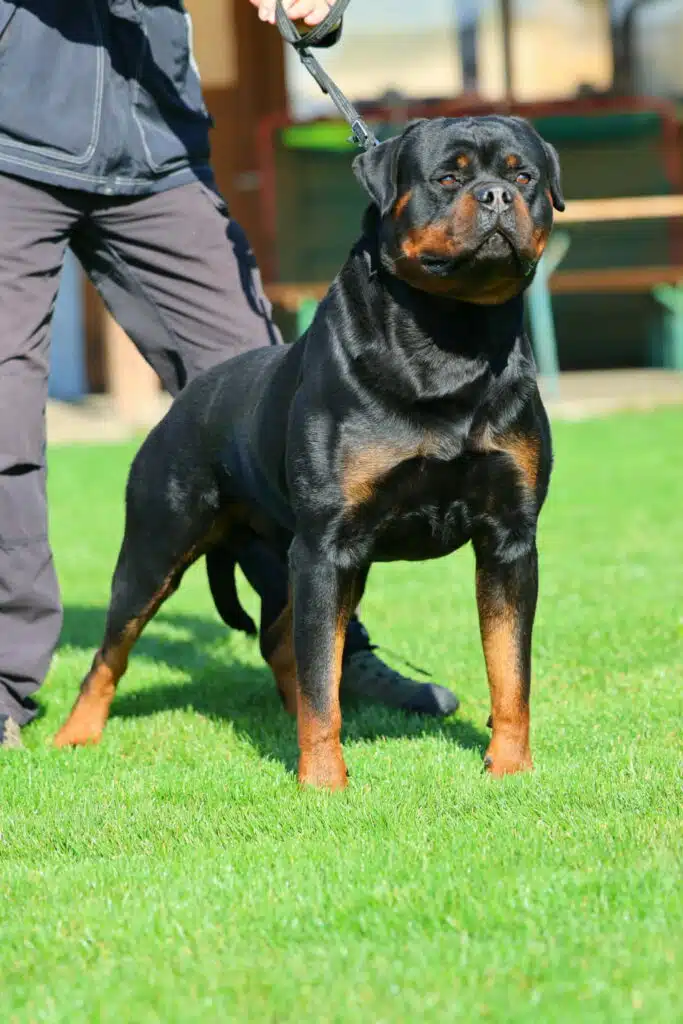 Heavy Bone rottweiler Marlin Terezsky Dvur